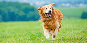 犬はつま先立ちしている