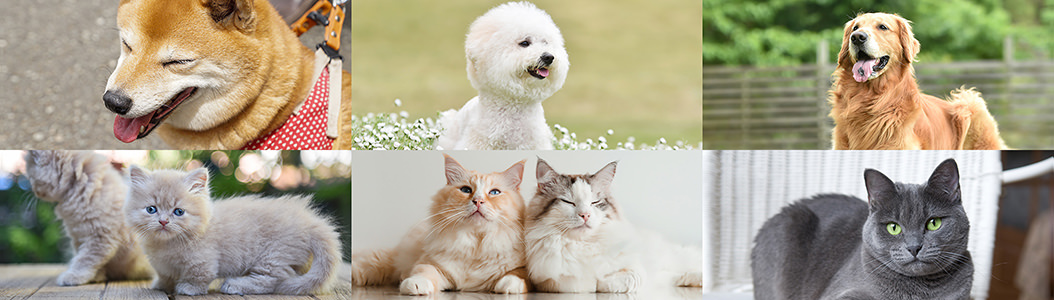 ペットのイメージ